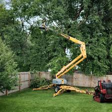 Best Leaf Removal  in Sanborn, NY