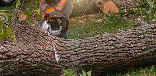 Best Lawn Renovation and Restoration  in Sanborn, NY