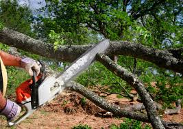 Best Pest Control for Lawns  in Sanborn, NY