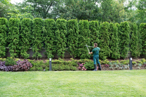 Best Tree Risk Assessment  in Sanborn, NY