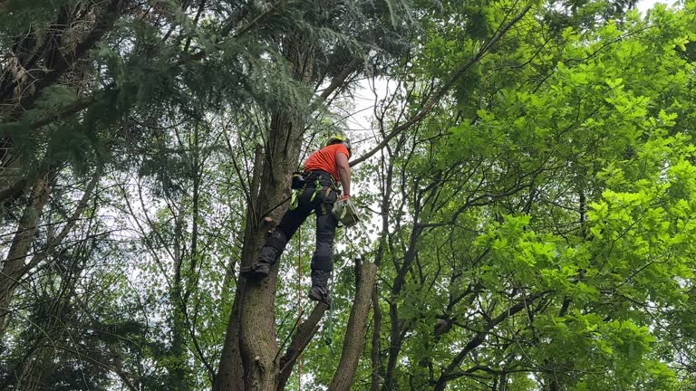 Best Root Management and Removal  in Sanborn, NY
