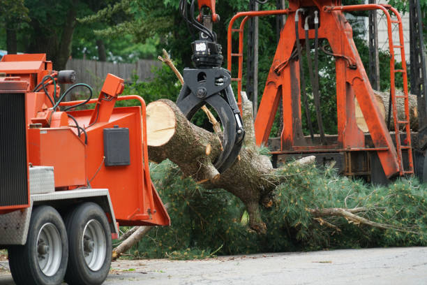 Best Weed Control  in Sanborn, NY