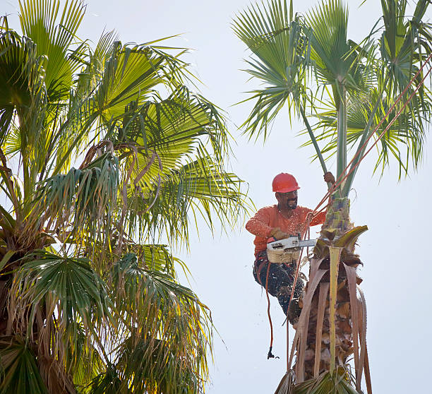 Best Tree Removal  in Sanborn, NY