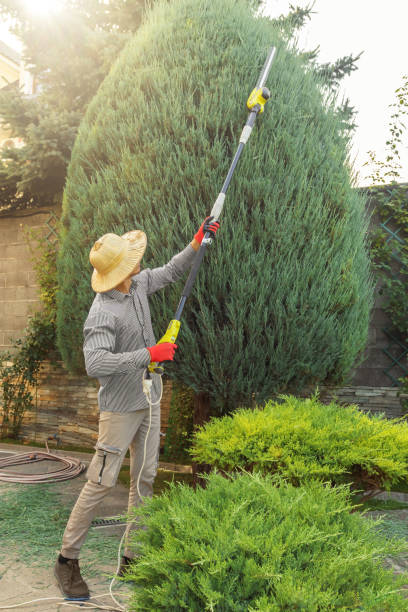 Best Hazardous Tree Removal  in Sanborn, NY
