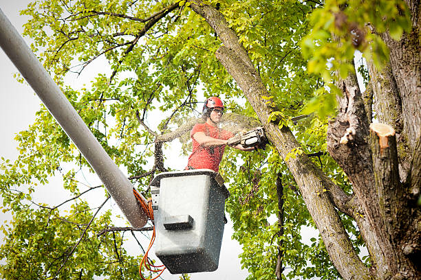 Best Mulching Services  in Sanborn, NY