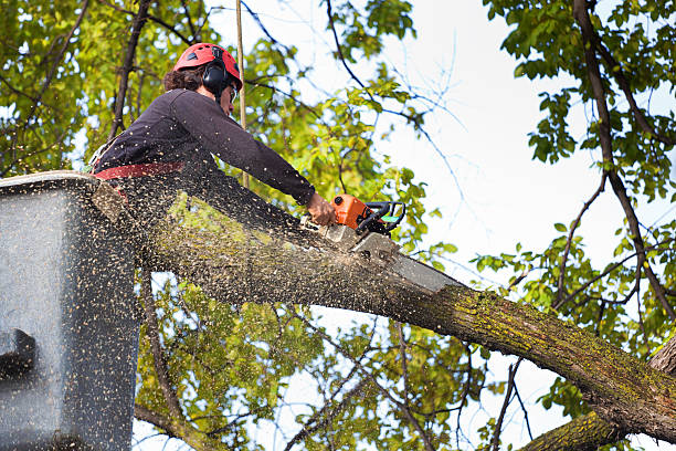 Professional Tree Services in Sanborn, NY
