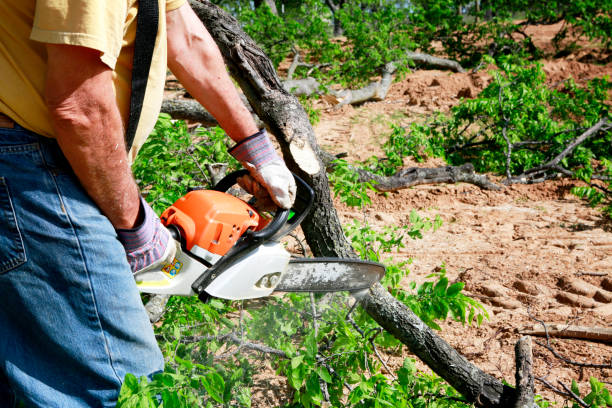 Best Tree Maintenance Programs  in Sanborn, NY